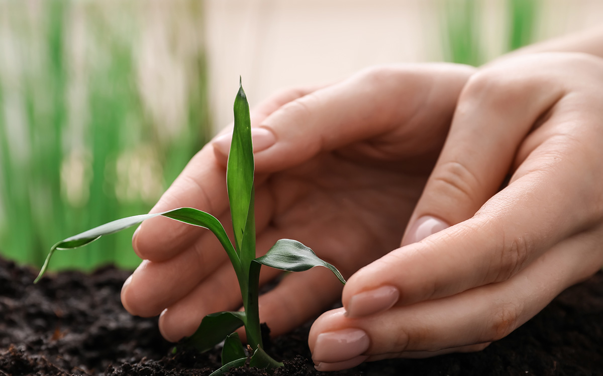 hands_with_plant_grow